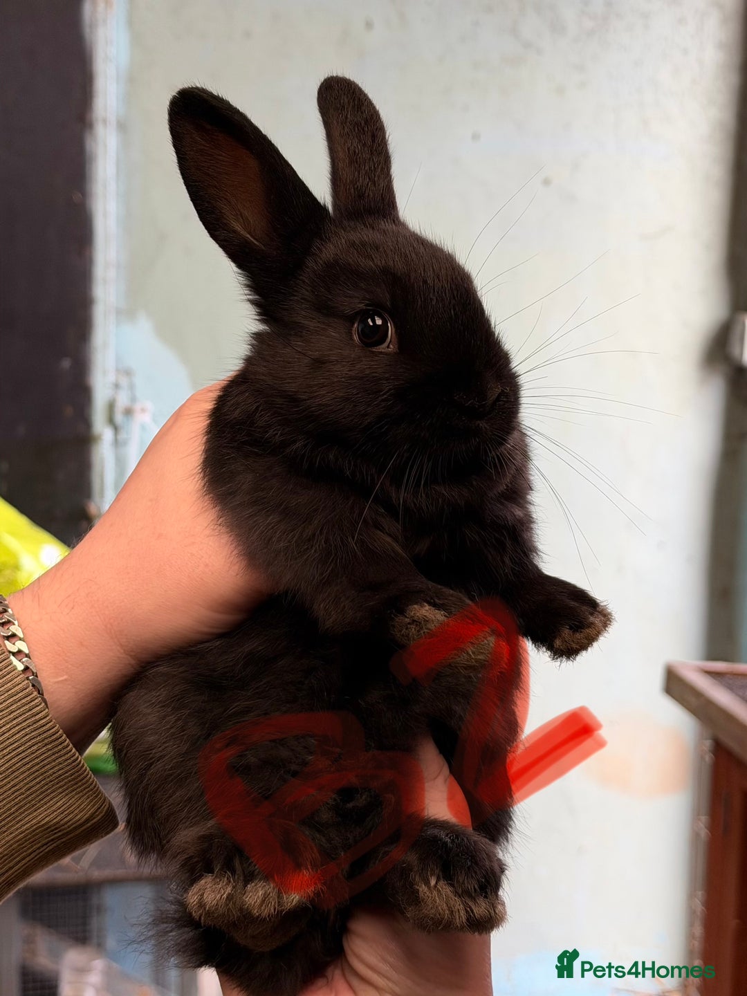 Mixed Breed rabbits for sale: Lop plush baby rabbits 3x girls 2x boys in Penrith - Advert 4
