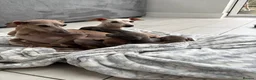Italian Greyhound dogs for sale: Italian greyhound puppies - Advert 12