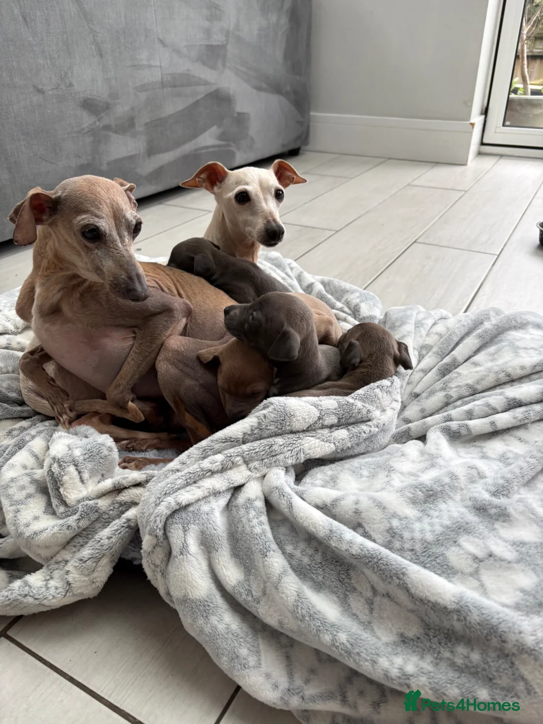 Italian Greyhound dogs for sale: Italian greyhound puppies - Advert 12