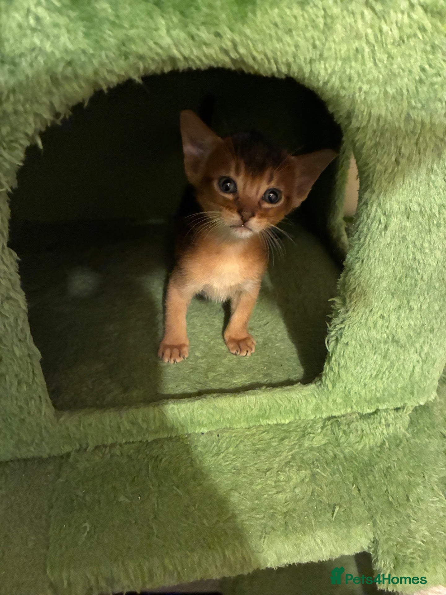 Abyssinian cats TICA 5* Pedigree Abyssinians  - Advert 2