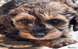 Schnoodle dogs for sale: Miniature Schoodle puppies - Image 32