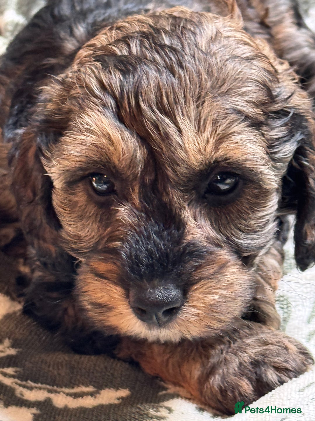 Schnoodle dogs for sale: Miniature Schoodle puppies - Image 32