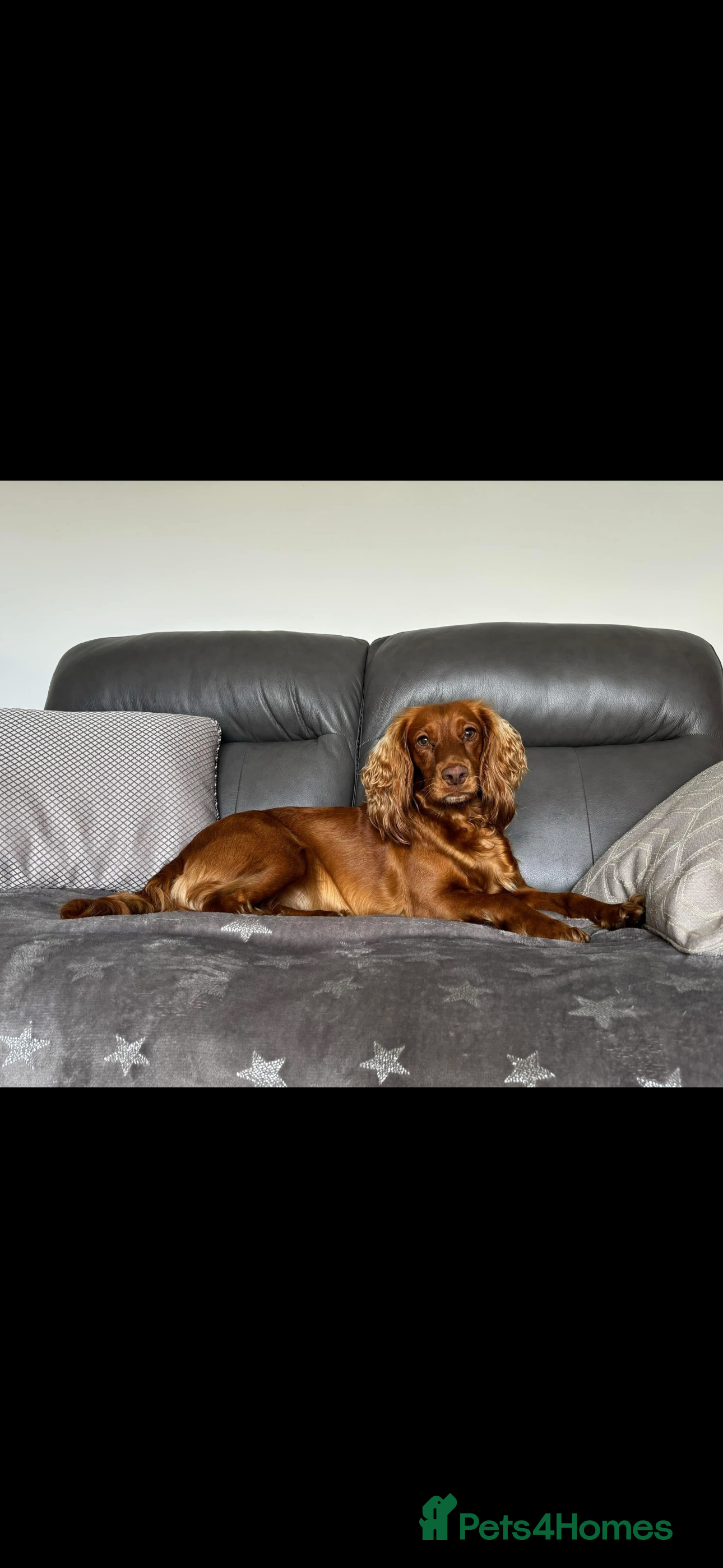 Cocker Spaniel dogs KC Registered Cocker Spaniel Puppies  - Advert 18