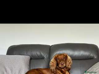 Cocker Spaniel dogs KC Registered Cocker Spaniel Puppies - Advert 18