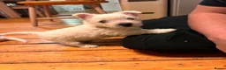 West Highland Terrier dogs for sale: KC West Highland Terrier pedigree puppies - Advert 4