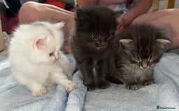 Mixed Breed cats for sale: Kittens  - Image 19
