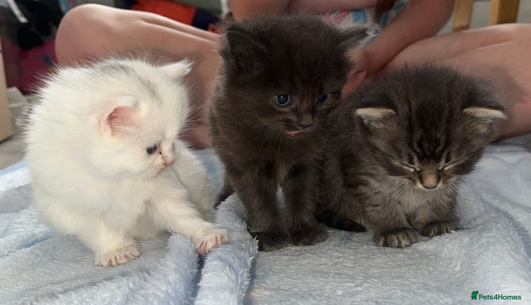 Mixed Breed cats for sale: Kittens  - Image 19