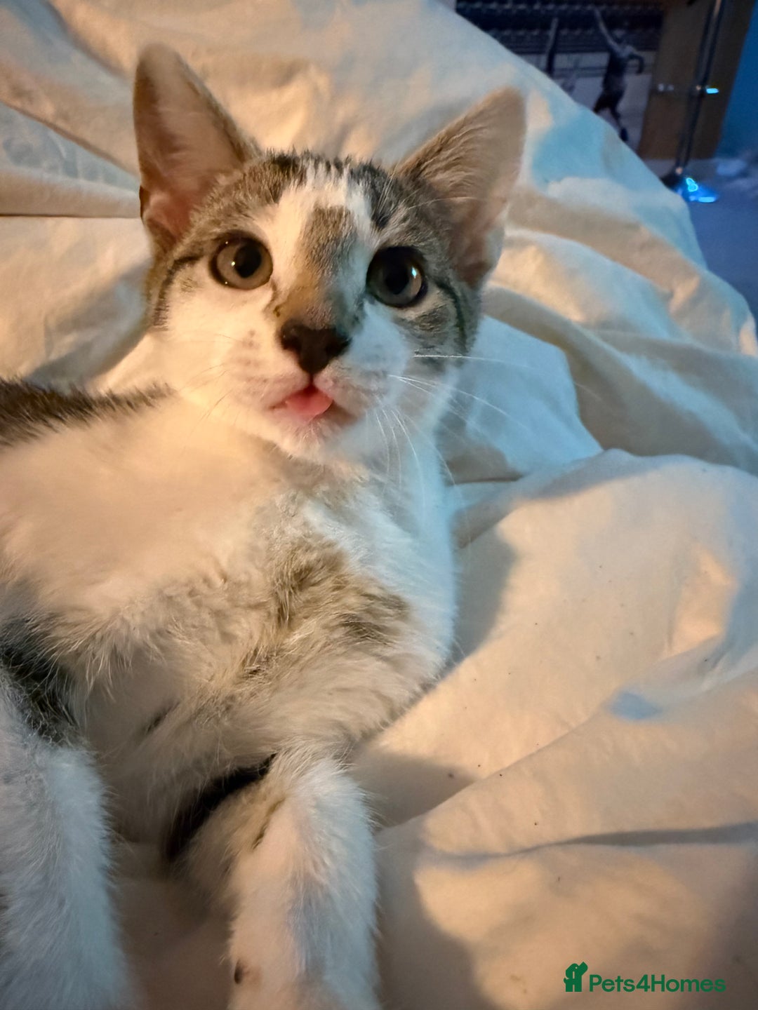 Mixed Breed cats for sale: Little Hand Reared Pops Needs His Forever Home - Advert 13