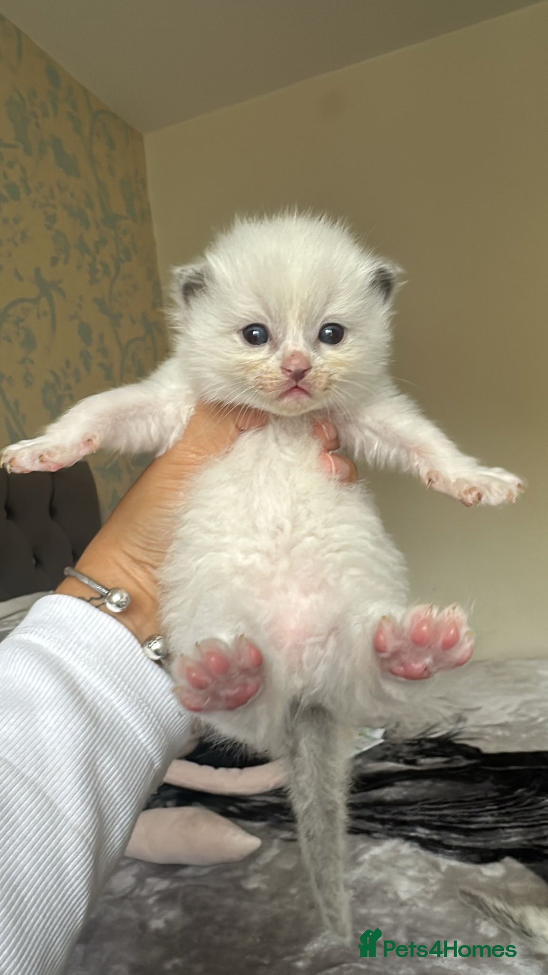 Ragdoll cats for sale: 🐾 Ragdoll Kittens Ready Soon!🐾 in Bridgwater - Image 13