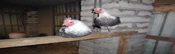 Chickens poultry for sale: 2 Beautiful silver campine cockerels  - Advert 2