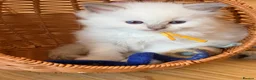 Ragdoll cats for sale: Exquisite Ragdoll litter   - Advert 19