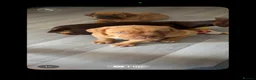 Mixed Breed dogs for sale: Stunning Dogue de Bordeaux / Mastiff puppies - Advert 10