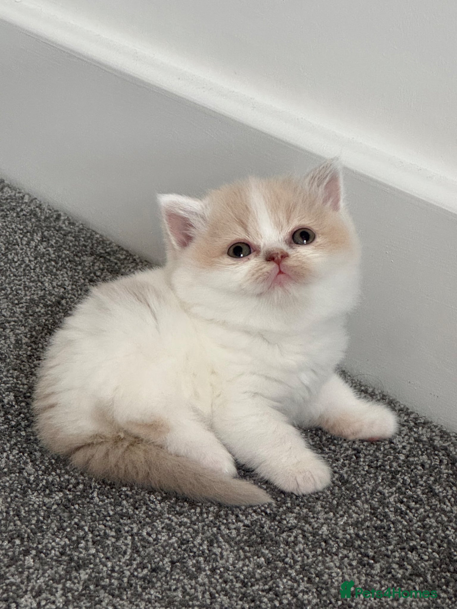 British Shorthair cats Tica SGC best of Breed UK winner f kitten - Advert 1