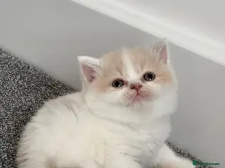 British Shorthair cats Tica SGC best of Breed UK winner f kitten - Advert 1