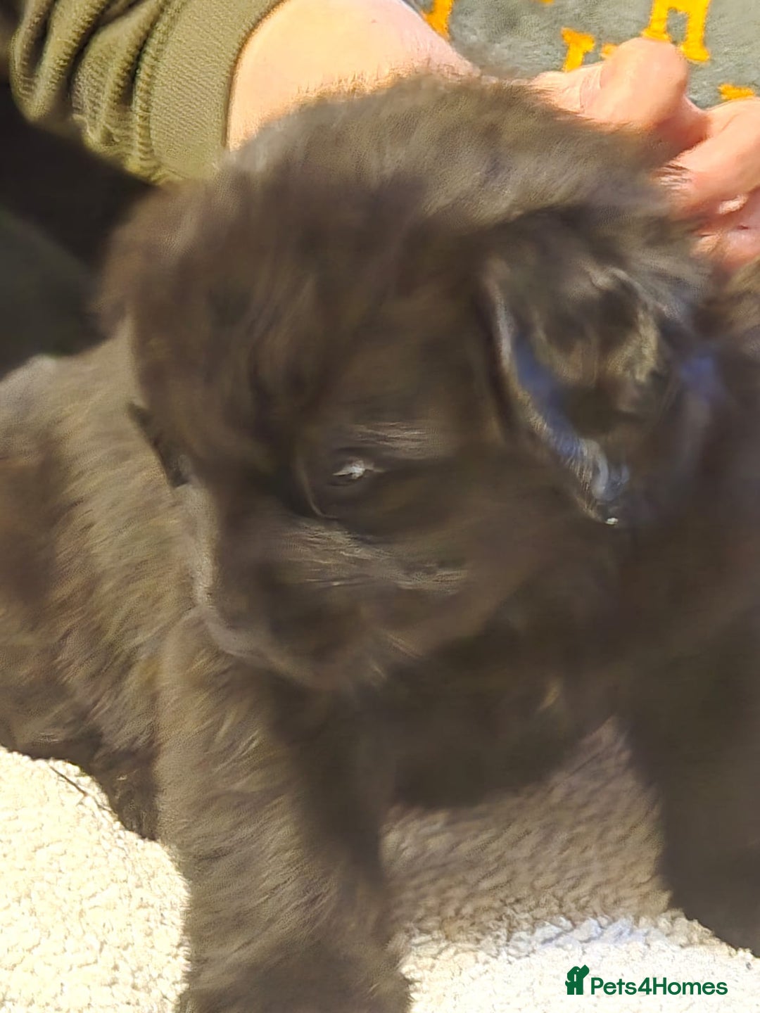 Mixed Breed dogs for sale: Newfoundland x 25% Great pyranees - Advert 5