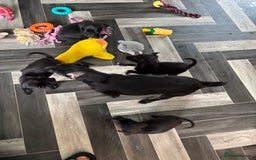 Patterjack dogs for sale: 4 lovely patterjacks  - Image 26