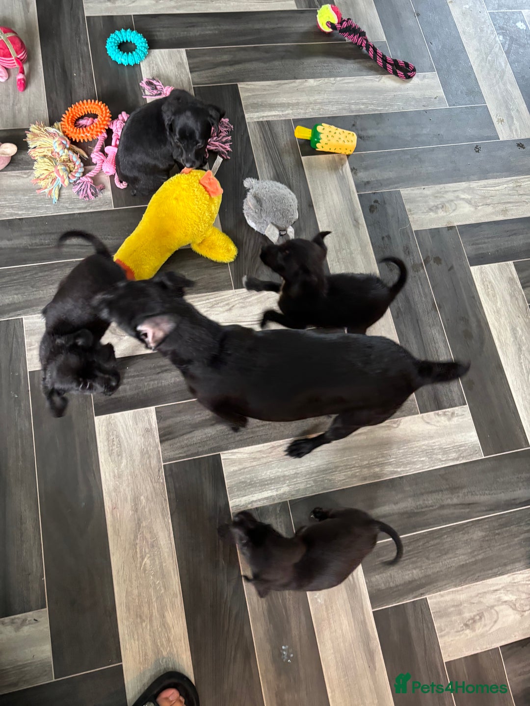 Patterjack dogs for sale: 4 lovely patterjacks  - Image 26