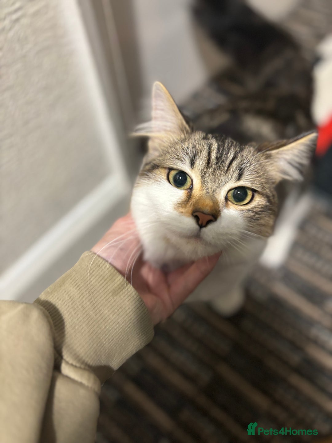 Mixed Breed cats for sale: 2 male cats  - Advert 4