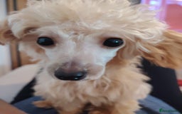 Mixed Breed dogs for sale: Toy X miniatury podle.  - Image 8