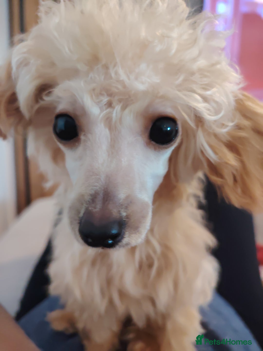 Mixed Breed dogs for sale: Toy X miniatury podle.  - Image 8