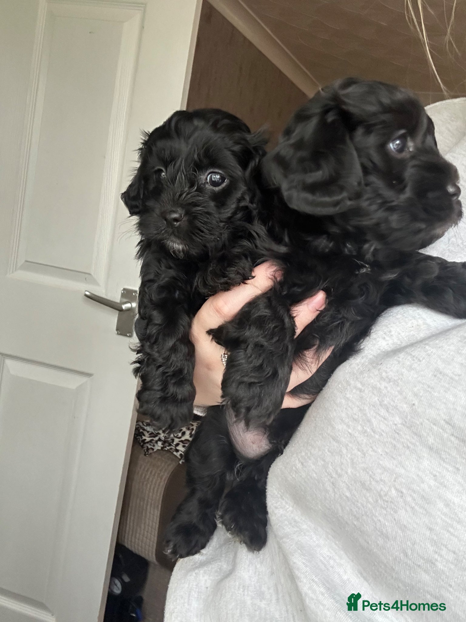 Lhasapoo dogs Stunning lhasapoo puppies 2 boys available  - Advert 12