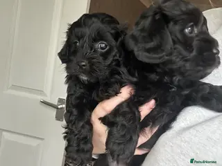Lhasapoo dogs Stunning lhasapoo puppies 2 boys available - Advert 12