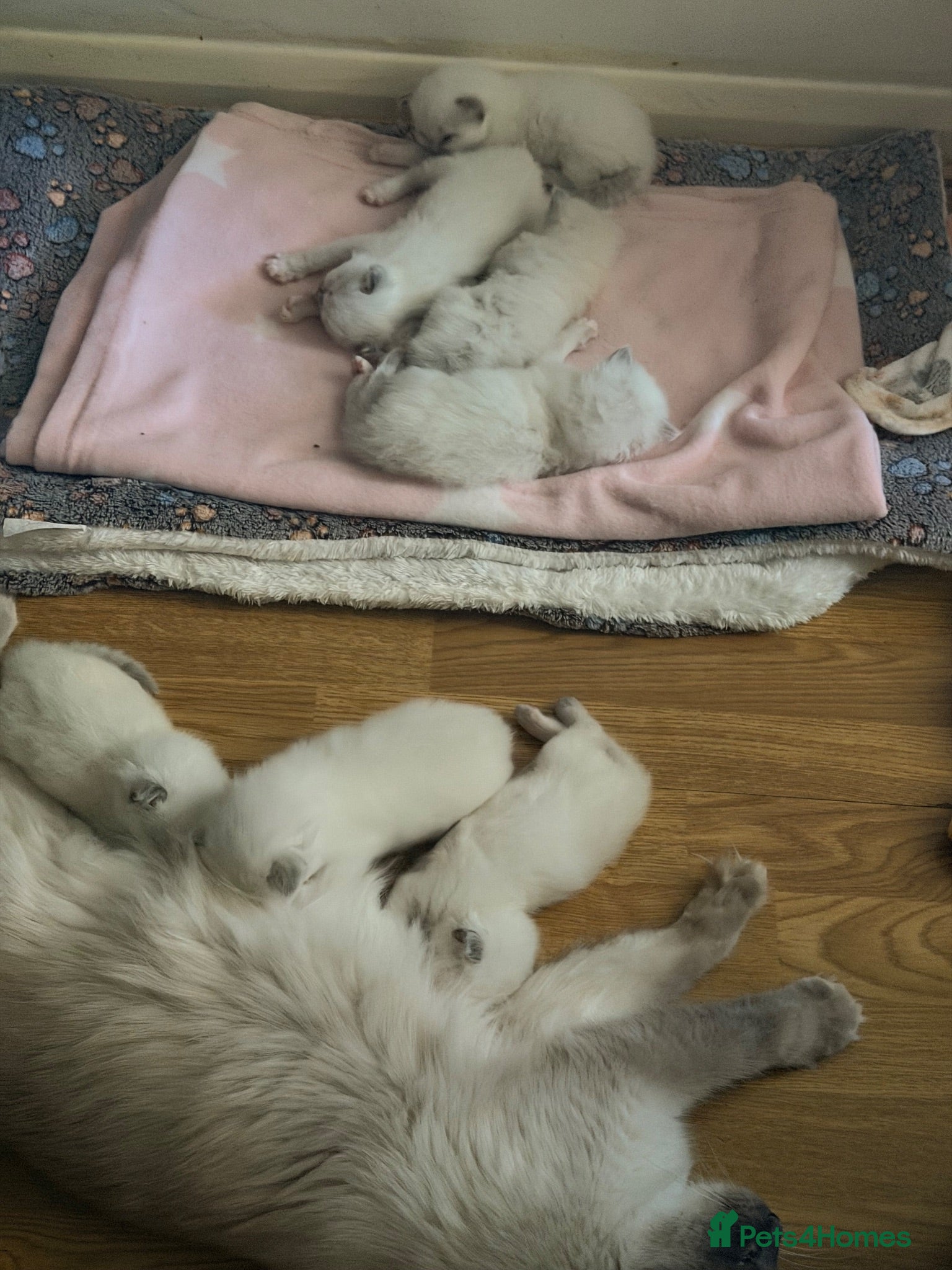 Ragdoll cats for sale: Ragdoll kittens available  - Advert 1
