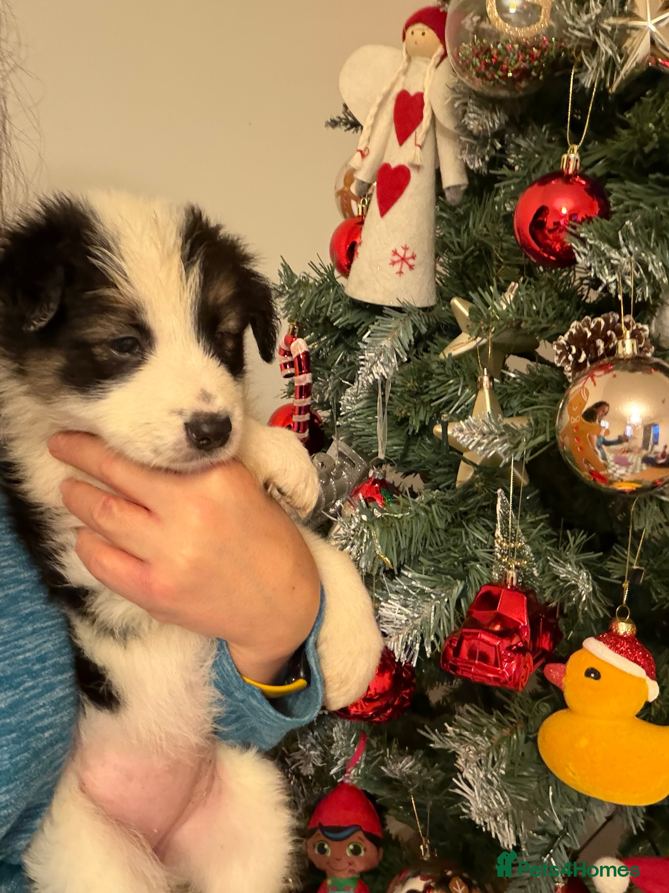 Border Collie dogs Litter of collie pups - Advert 6