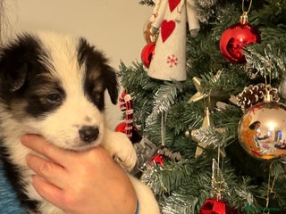 Border Collie dogs Litter of collie pups - Advert 6