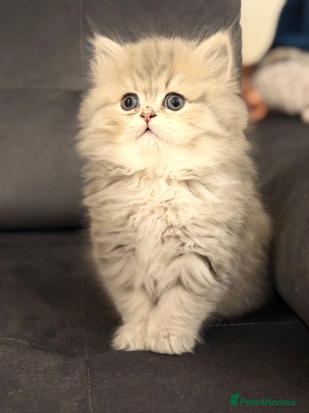 British Shorthair cats for sale: Adorable BSH/BLH kittens  - Advert 9