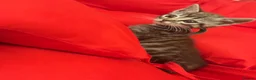 Mixed Breed cats for sale: 🐾 6 Beautiful Bengal × British Longhair Kittens🐾 - Advert 24
