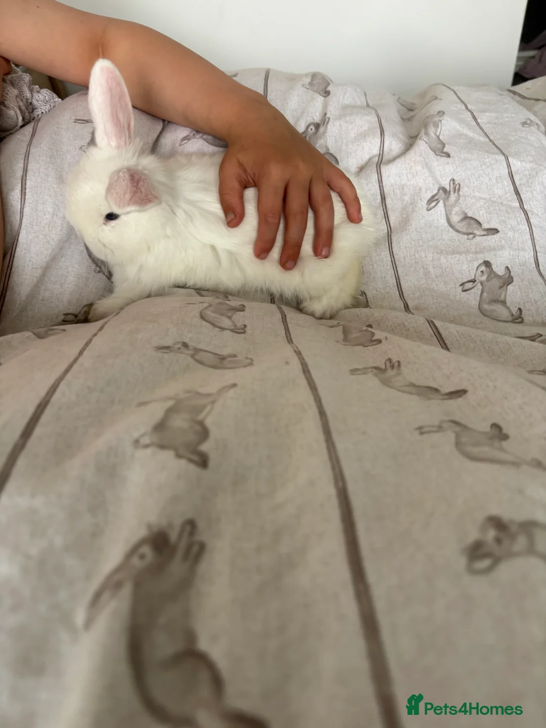 Mini Lop rabbits for sale: Gorgeous Mini Lops  - Advert 19