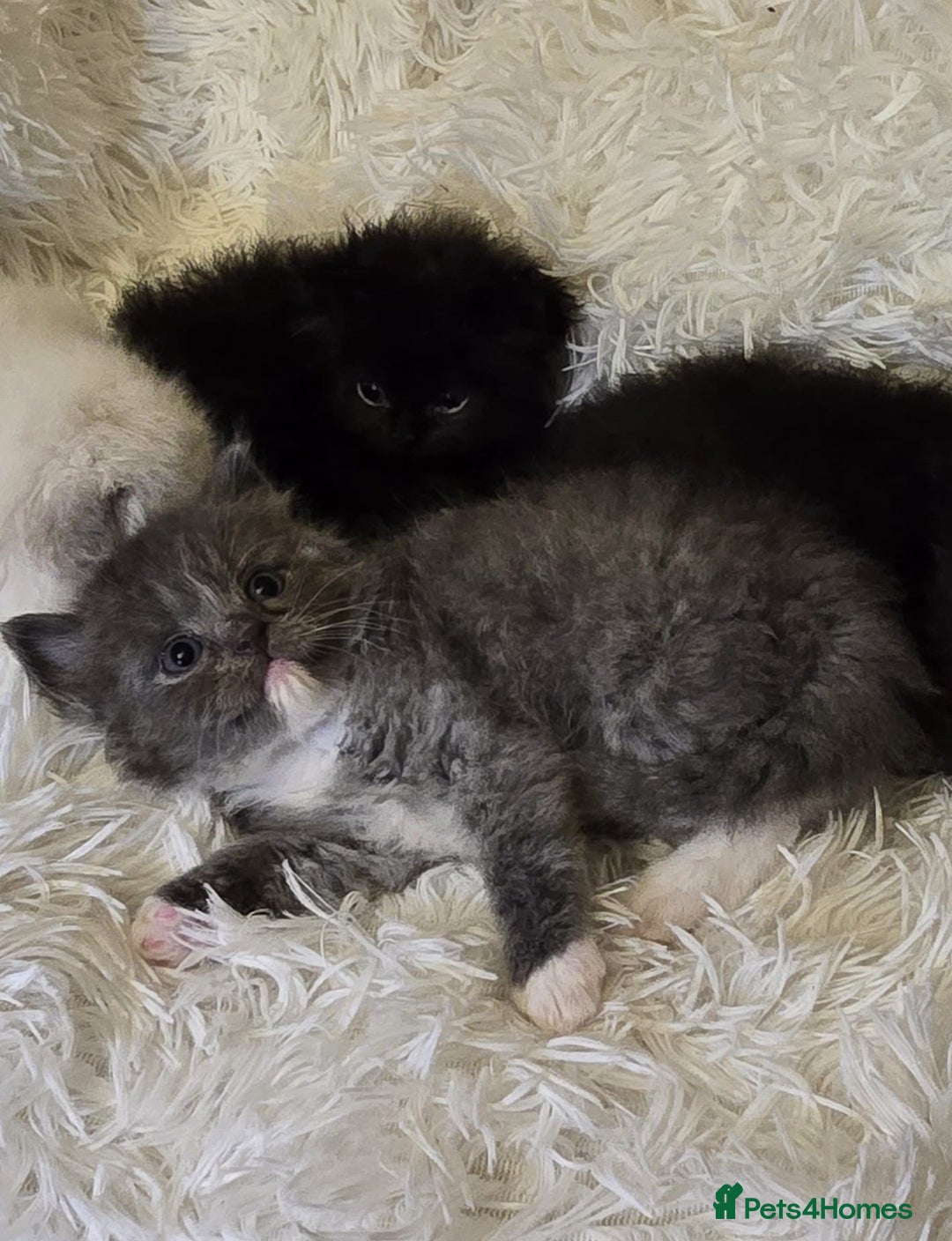 Mixed Breed cats for sale: Cute Scottish fold x Persian kittens long haired  - Image 13