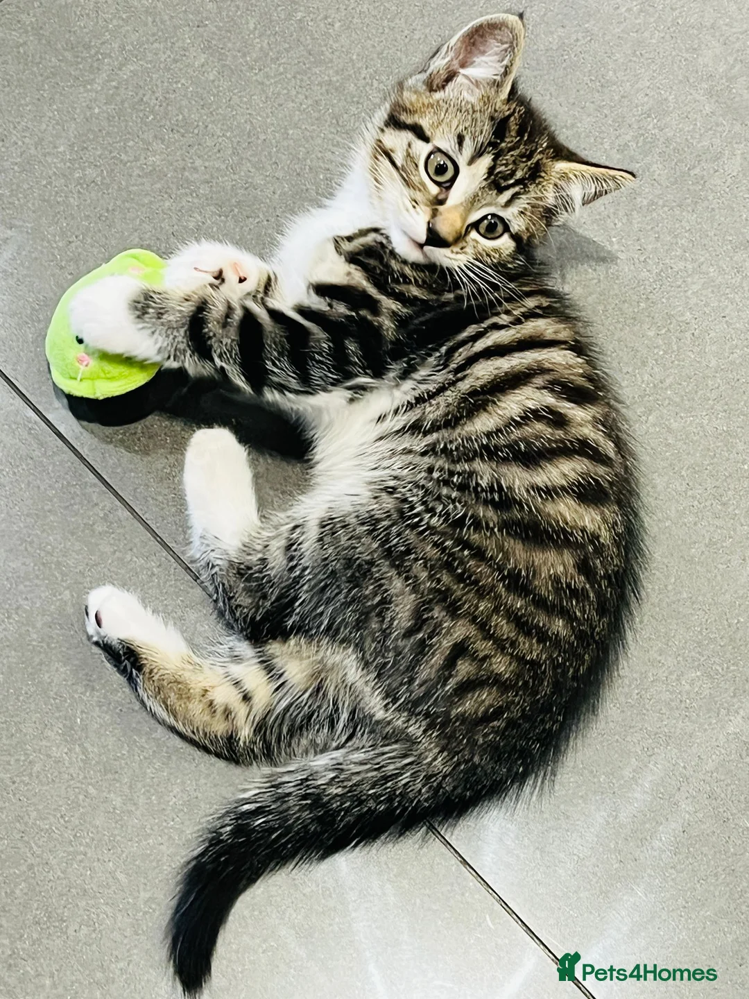 Mixed Breed cats for sale: Kittens 11 weeks old x3 - Advert 13