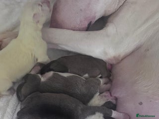 English Bull Terrier dogs - Advert 7