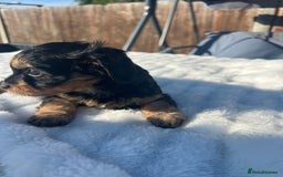 Cavapoo dogs for sale: ⭐️ Black & Tan Female Toy Cavapoo ⭐️ - Image 36