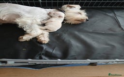 Miniature Schnauzer dogs for sale: Adorable white schnauzer puppies- ready soon! - Image 6