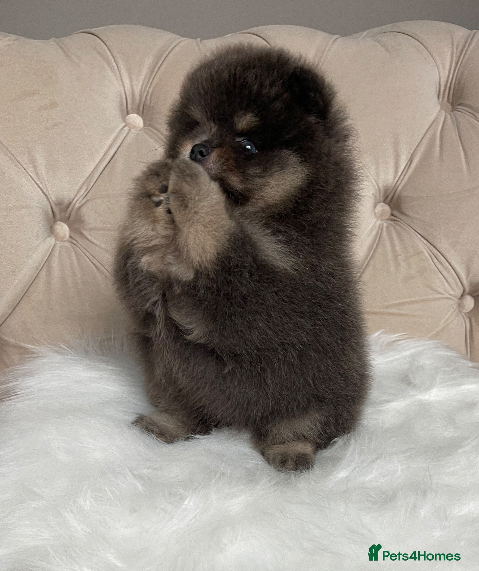Pomeranian dogs ✨ RARE POMERANIAN BOY ✨ - Advert 10