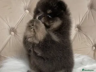Pomeranian dogs ✨ RARE POMERANIAN BOY ✨ - Advert 10
