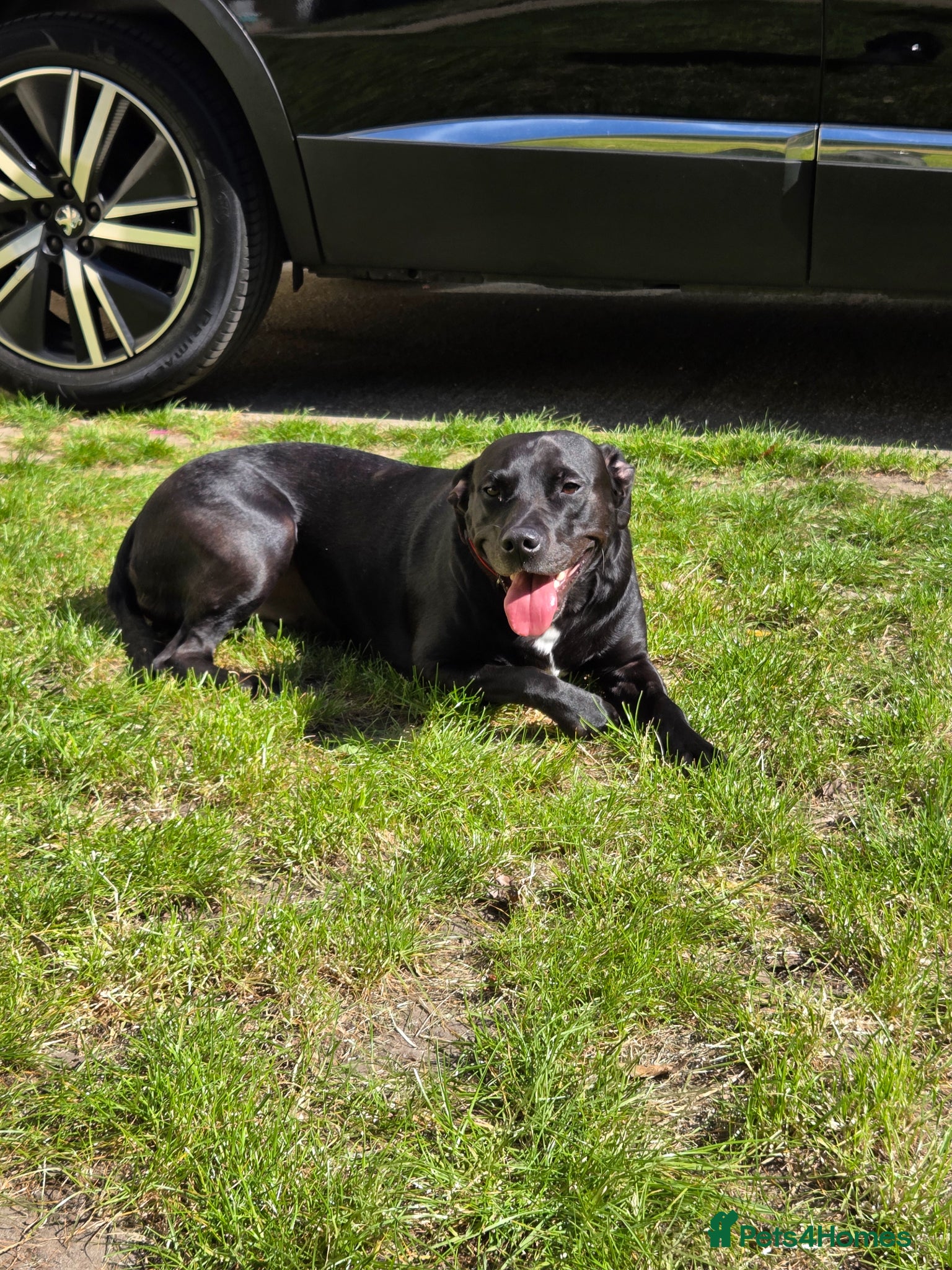 Mixed Breed dogs Staff x Labrador Female - 3 years old  - Advert 2