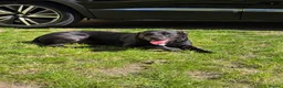 Mixed Breed dogs for sale: Staff x Labrador Female - 3 years old  - Advert 1