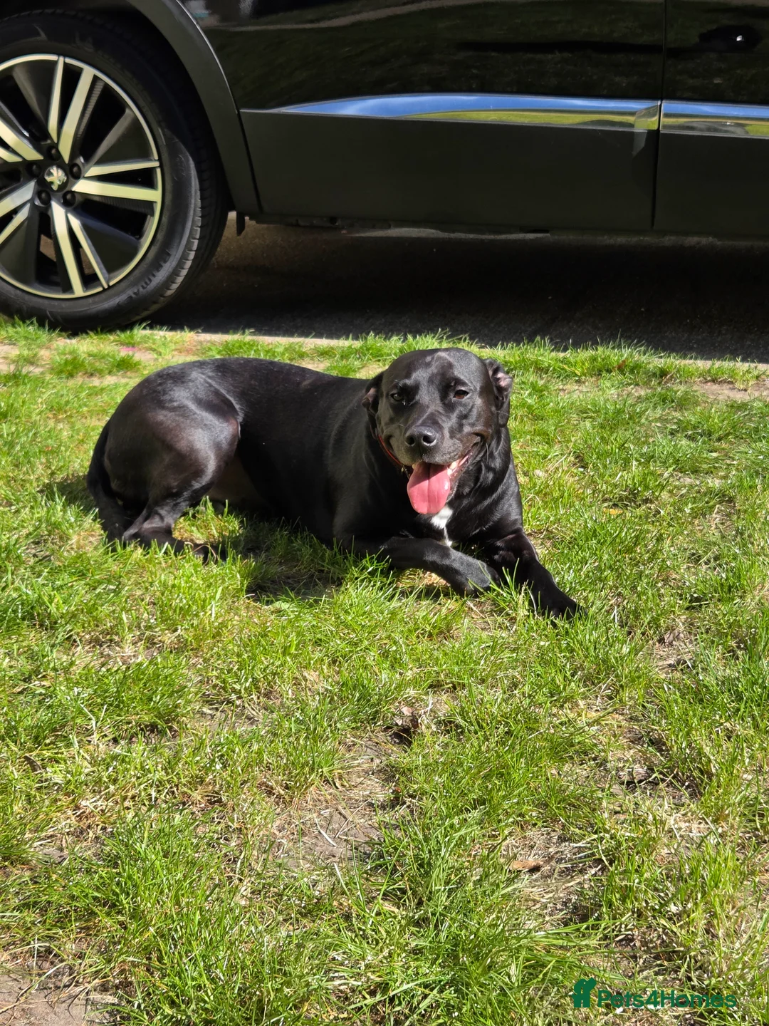 Mixed Breed dogs for sale: Staff x Labrador Female - 3 years old  - Advert 1