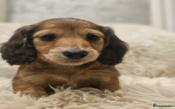 Miniature Dachshund dogs for sale: Longhairedd miniature dachshunds  - Image 10