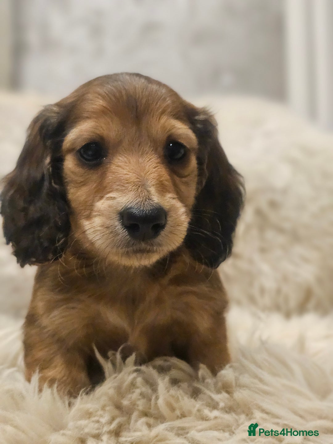 Miniature Dachshund dogs for sale: Longhairedd miniature dachshunds  - Image 10