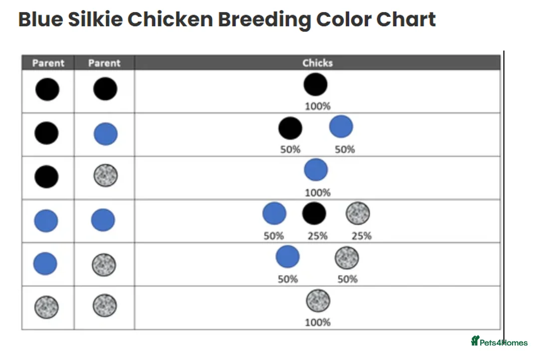 Chickens poultry for sale: Blue Bearded Silkie Hatching eggs with *Guarantee* - Advert 14