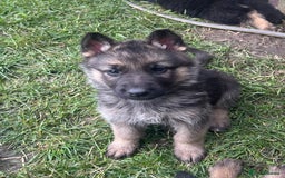 German Shepherd dogs for sale: Ready to leave 🐾 GSD Puppies - Image 25