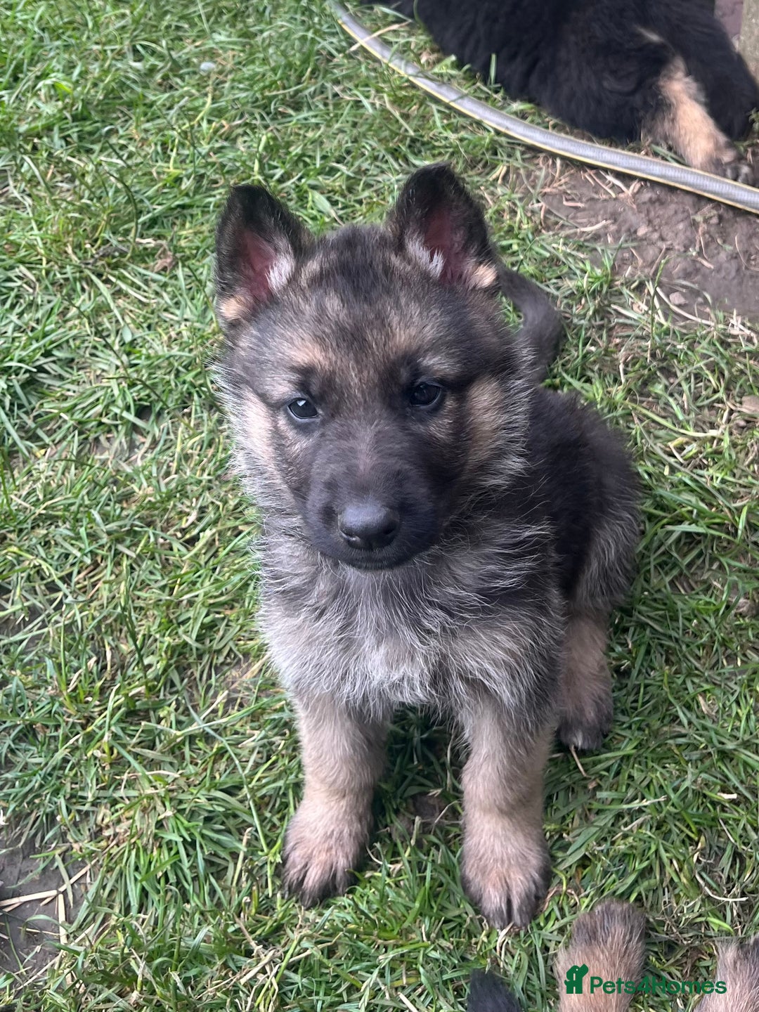 German Shepherd dogs for sale: Ready to leave 🐾 GSD Puppies - Image 25