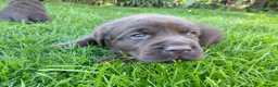 Labrador Retriever dogs for sale: Chocolate Labradors Puppies,Health Tested Parents  - Advert 12