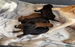 Mixed Breed dogs for sale: Foxipoo puppy’s  - Image 6