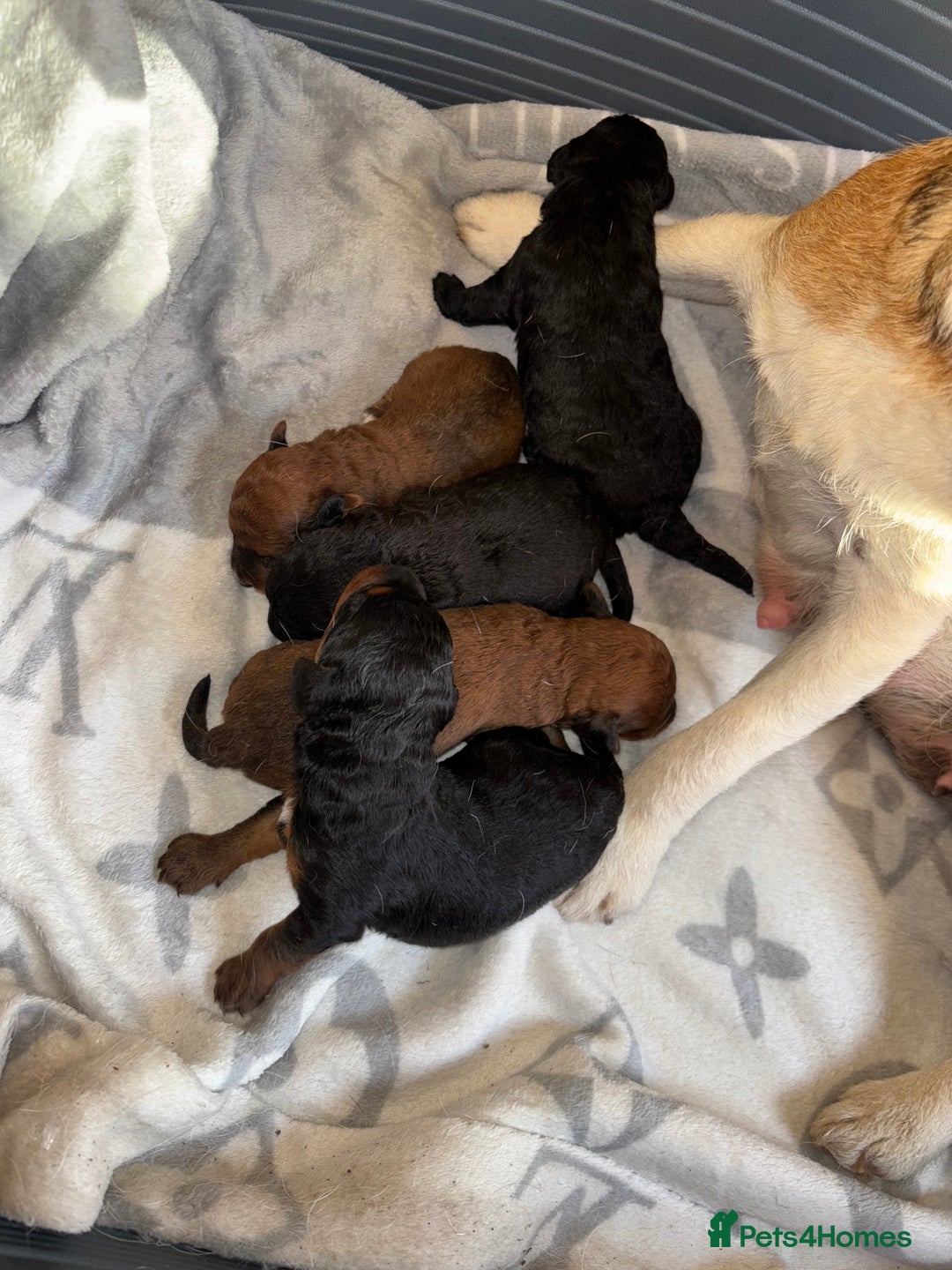 Mixed Breed dogs for sale: Foxipoo puppy’s  - Image 6